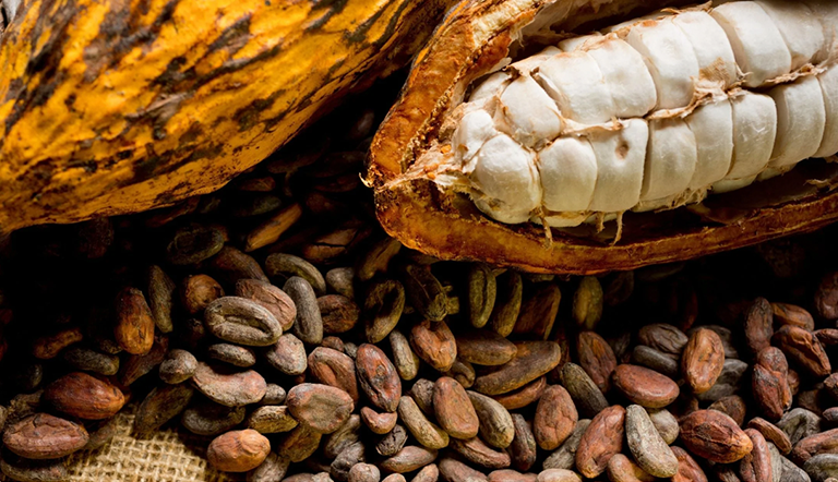 Cacao pod and cacao beans showing the natural origin of ceremonial cacao